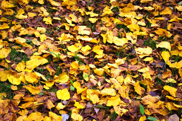 Autumn image: colorful leaves
