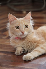 Gata sorprendida