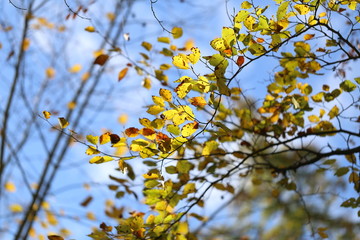 Bright autumn foliage. Bright autumn foliage on trees.