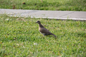 Pájaro en tranquilidad