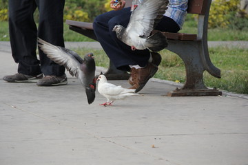 Palomas alimentándose