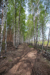 Лес / Forest