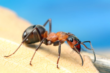 Ant sitting on leaf of grass.