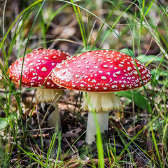fly agaric mushroom