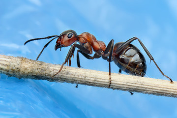 Ant sitting on a stalk of grass.
