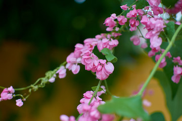 Flores tradicionales en Izamal
