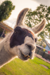 Nahaufnahme eines Lamas