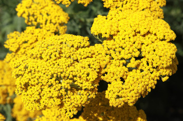 Achillea jaune © hcast