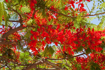 На острове Тенерифе / On the island of Tenerife