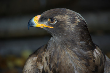 GREIFVOGEL - Steppenadler