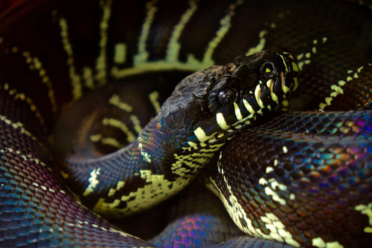 Boelen's Python at the San Diego Zoo.