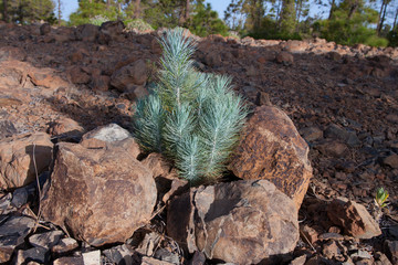 На острове Тенерифе / On the island of Tenerife