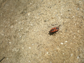 Red bug (in latin - Pyrrhocoris apterus)