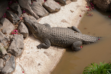 On the island of Tenerife / На острове Тенерифе