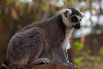 On the island of Tenerife / На острове Тенерифе