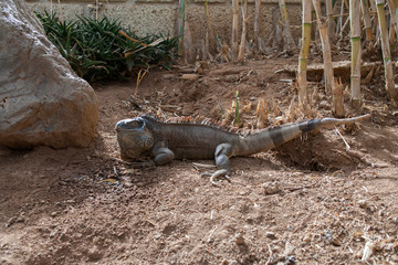On the island of Tenerife / На острове Тенерифе
