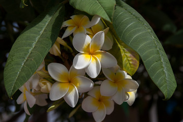 On the island of Tenerife / На острове Тенерифе