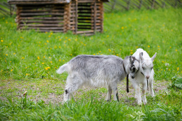 Playful young goats