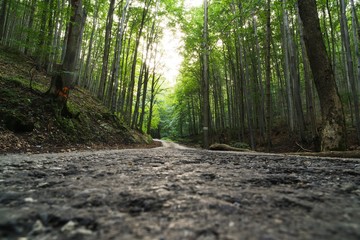 Magic trees and paths in the forest and on meadow. Czech Republic