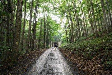 Magic trees and paths in the forest and on meadow. Czech Republic