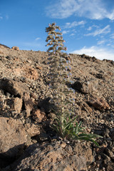 На острове Тенерифе / On the island of Tenerife