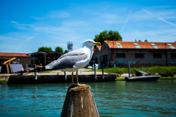 seagull in Venice
