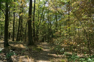 Magic trees and paths in the forest and on meadow. Czech Republic