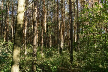 Magic trees and paths in the forest and on meadow. Czech Republic