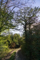 Magic trees and paths in the forest and on meadow. Czech Republic