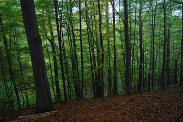 Obraz premium zielony las