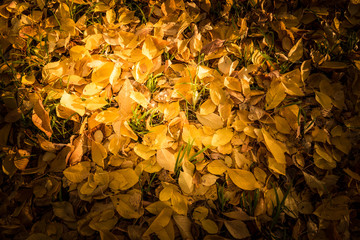 autumn leaves background