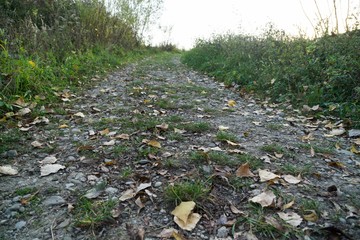 Magic trees and paths in the forest and on meadow. Slovakia