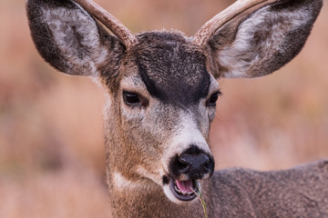 Wild Deer on the High Plains of Colorado - Young Mule Deer Buck