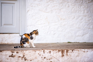 Side view of a beautiful wild, stray cat standing on a stone street on the enchanting Greek Island of Hydra.