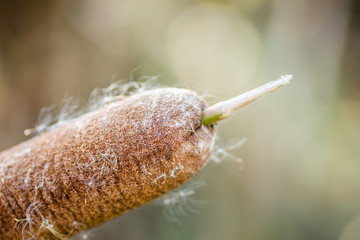 Wild grass cane on lake / Reeds in lake near shore in sunny windy day