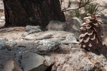 На острове Тенерифе / On the island of Tenerife