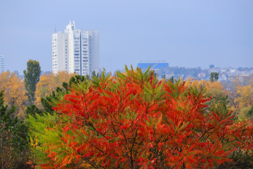 Obraz premium Beautiful yellow, red and green autumn tree on the background of a high white skyscraper in the fall in the Dnepr, Ukraine, Dnepropetrovsk, Dnipro, Dnipropetrovsk