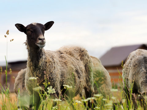 Flock of sheep grazing in a meadow near the sheepfold, sheepcote