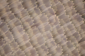 Extreme magnification - Butterfly wing under the microscope
