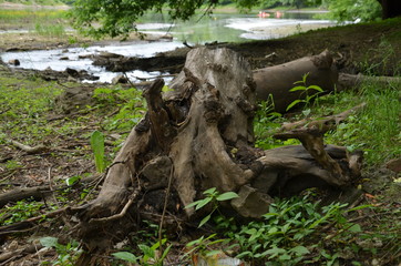 Fototapeta na wymiar konar drzewa nad rzeką