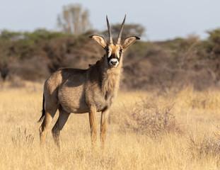 Roan antelope in the Mokala National Park in South Africa
