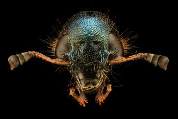 Extreme magnification - Jewel Beetle