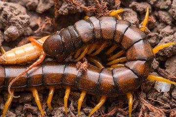 Mediterranean banded centipede Scolopendra cingulata
