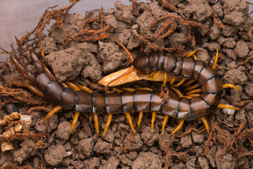 Mediterranean banded centipede Scolopendra cingulata