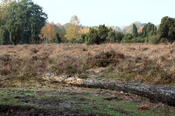 Die Heide