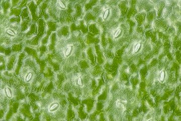 Extrem magnification - Stomatas in a green leaf under the microscope