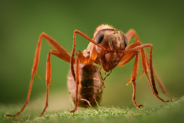 Extreme magnification - Ant in the wild
