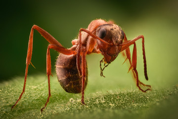 Extreme magnification - Ant in the wild