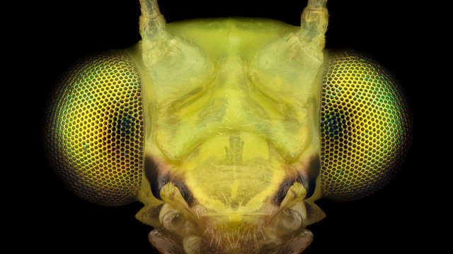 Extreme magnification - Lacewing head