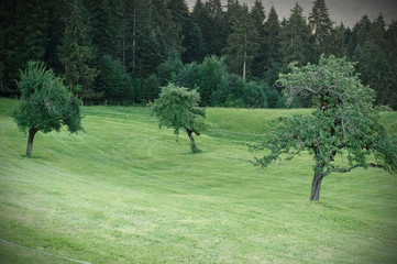 Apple trees on a green lawn near to the fir trees